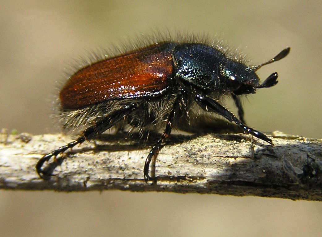 
          Hanneton horticole (Phyllopertha horticola)