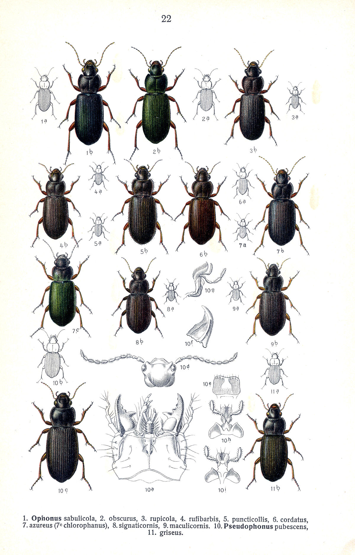 
          Ophonus pubescens (Harpale du fraisier)