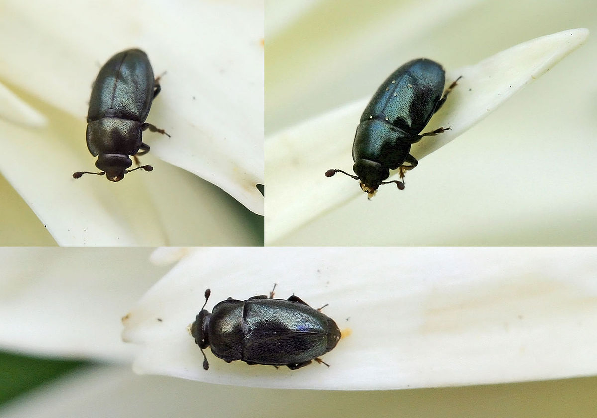 
          Meligethes aeneus (Méligèthe du colza)