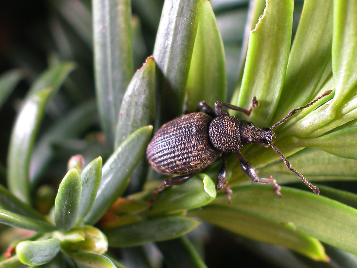 
          L'otiorhynque de la vigne (Otiorhynchus sulcatus)