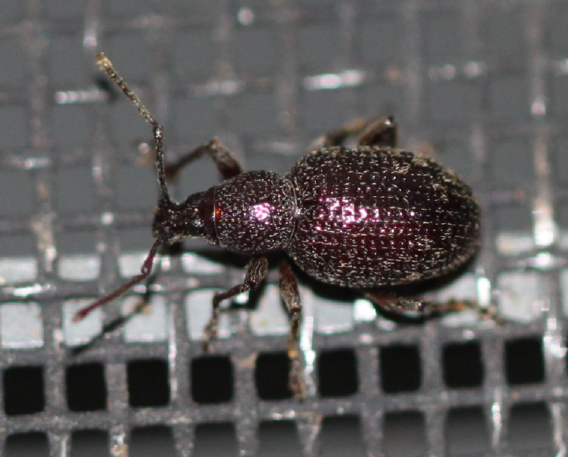 
          L'otiorhynque de l'olivier (Otiorhynchus cribricollis)