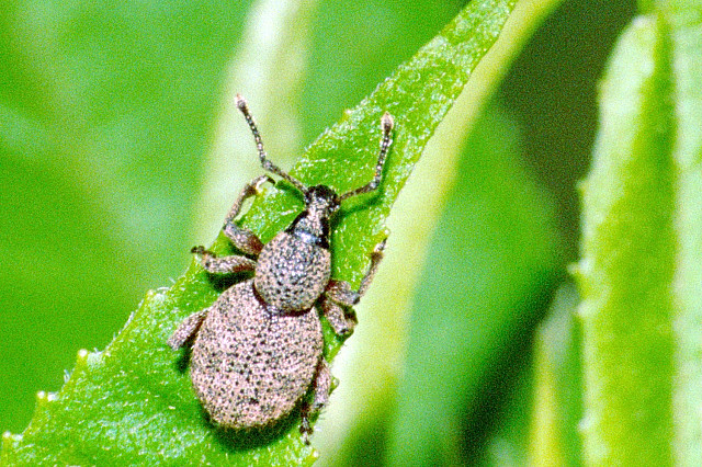 
          Le péritèle gris (Peritelus sphaeroides)