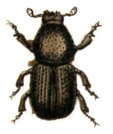 
          Petit scolyte de l'orme (Scolytus multistriatus)