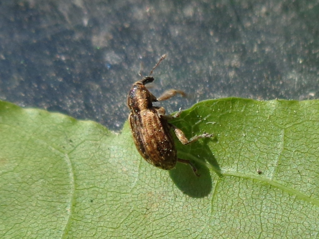 
          Le phytonome de la luzerne (Hypera postica)