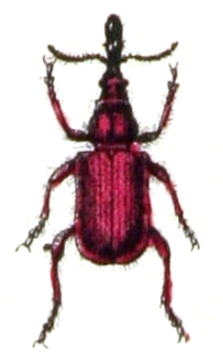 
          Rhynchites bacchus (rhynchite bacchus)