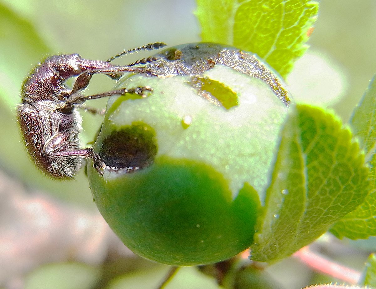 
          Rhynchites auratus (Rhynchite doré)