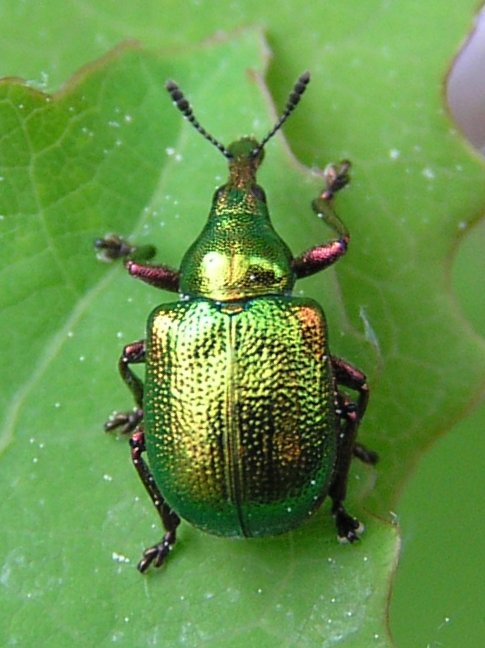 
          Byctiscus populi (cigarier du peuplier)
