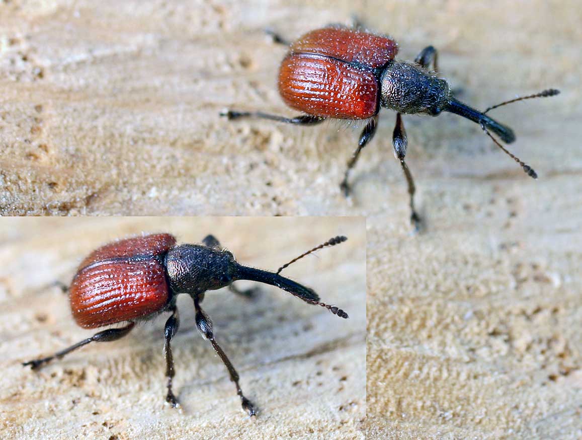 
          Rhynchite rouge du pommier (Tatianaerhynchites aequatus)