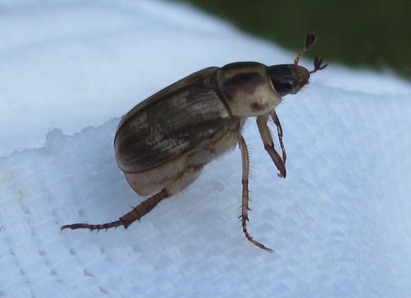 
          Anomala orientalis (scarabée oriental) 