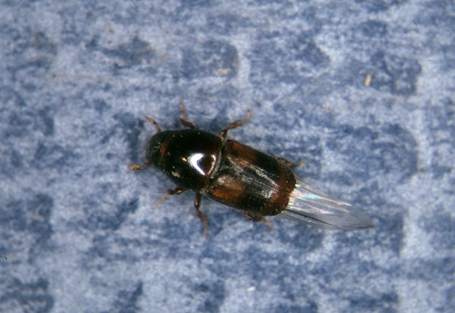 
          Le scolyte asiatique de l'orme (Scolytus schevyrewi)