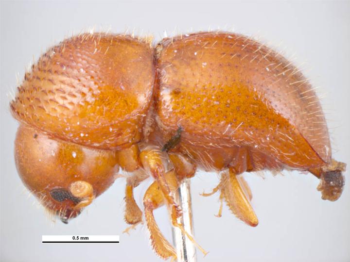 
          Xylosandrus morigerus (scolyte brun du caféier)