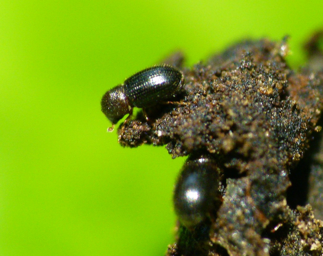 
          Hypothenemus hampei (Scolyte du caféier)