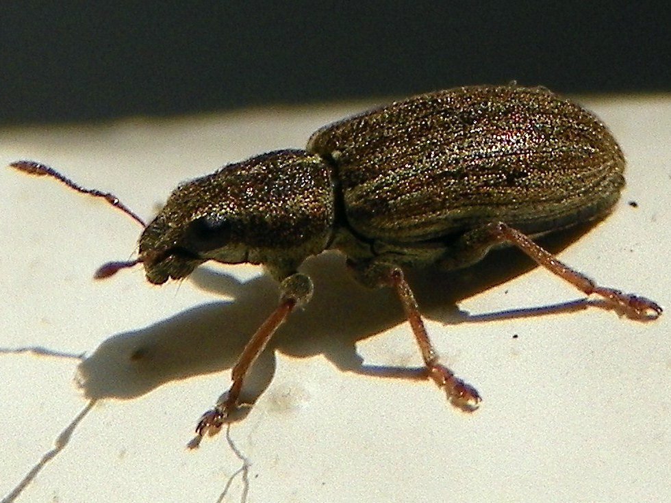 
          Sitona lineatus (Sitone du pois)