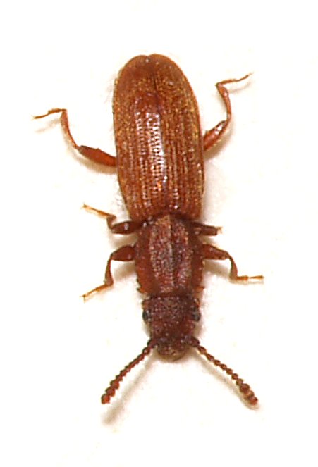 
          Oryzaephilus surinamensis (cucujide dentelé des grains)