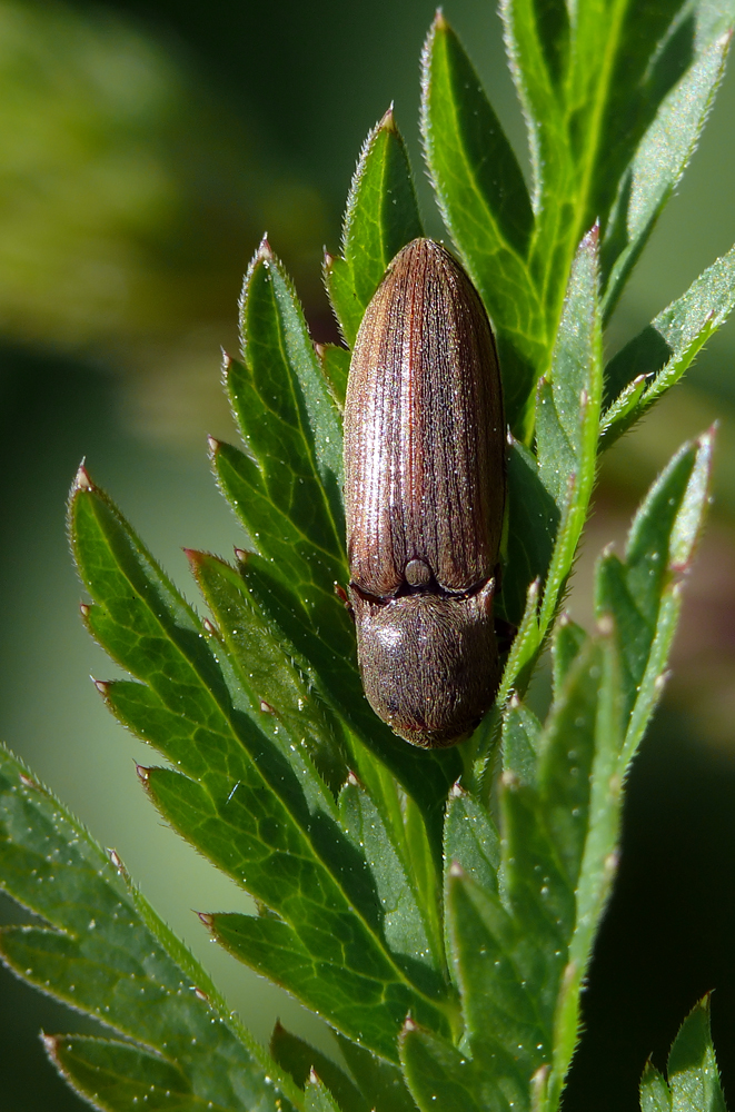 
          Le taupin des moissons (Agriotes lineatus)