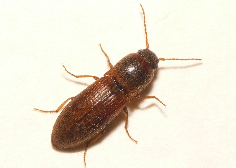 
          Agriotes sputator (ou taupin des salades, taupin cracheur)