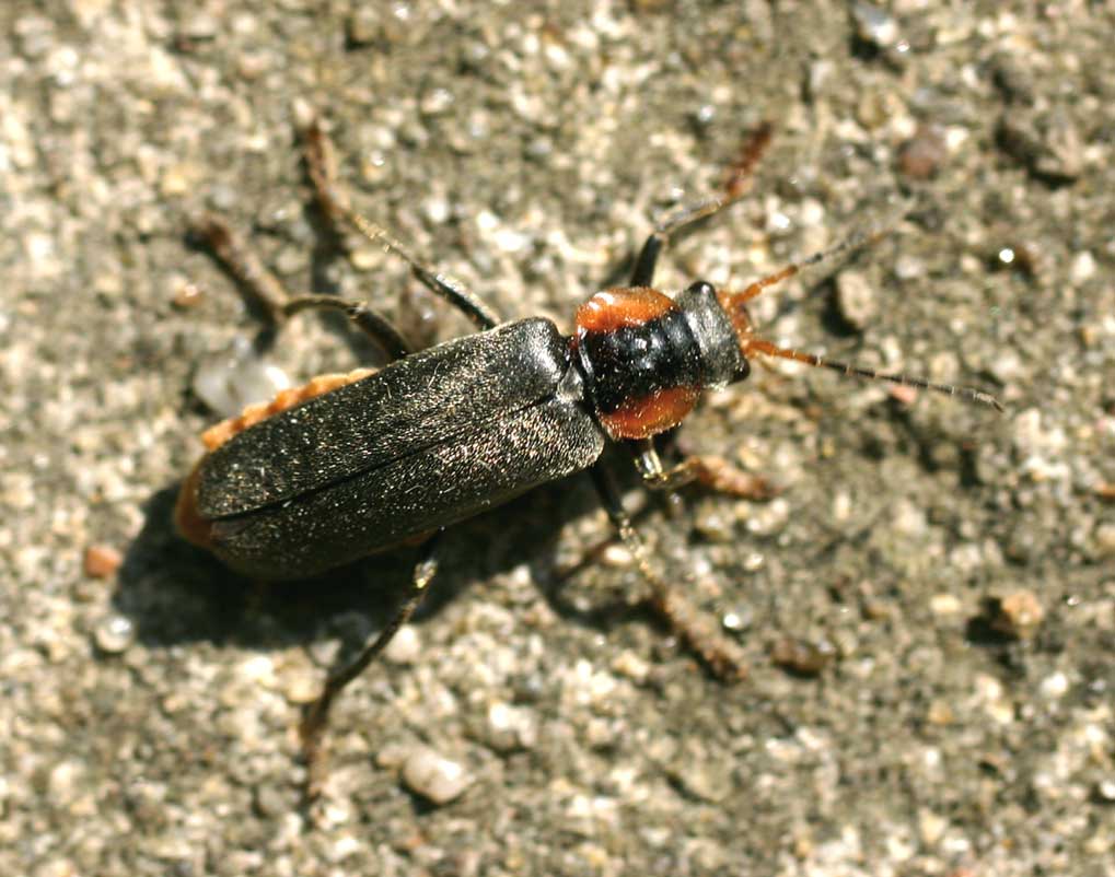 
          Cantharis obscura (le téléphore obscur)