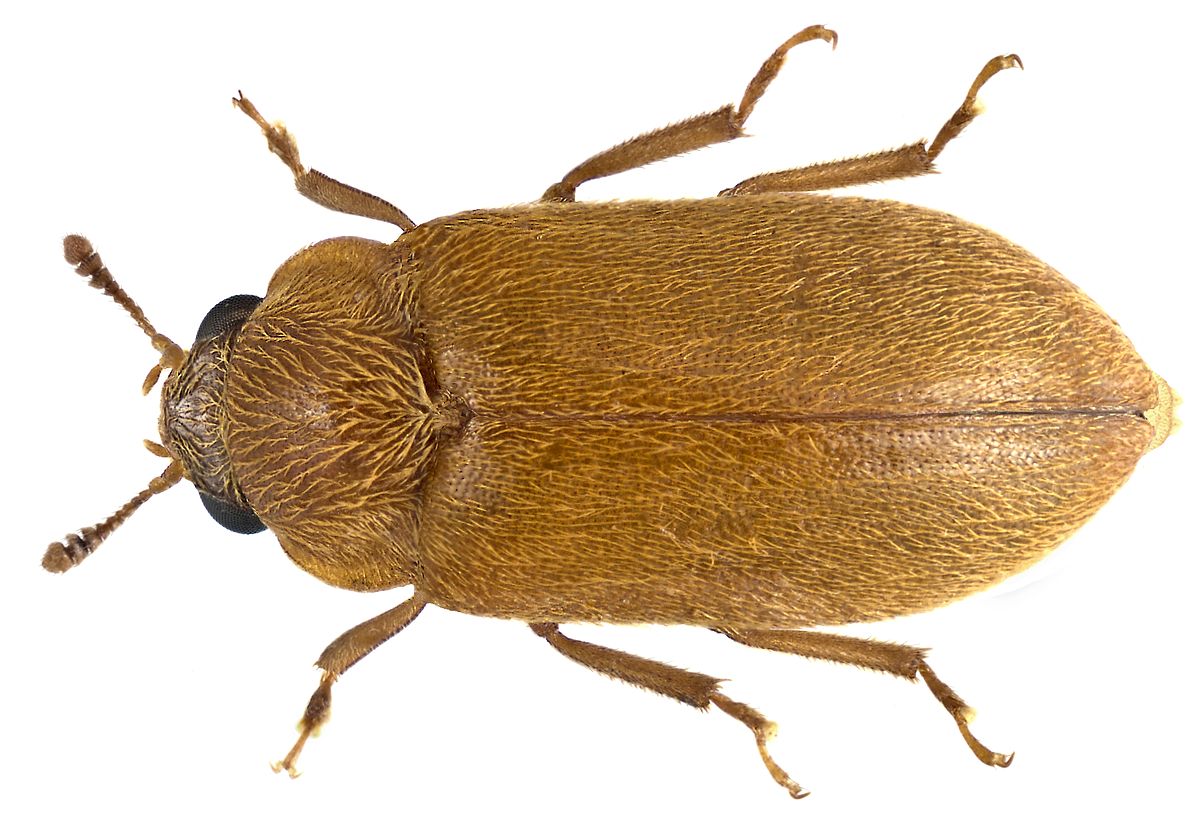 
          Byturus ochraceus (Ver des framboises)