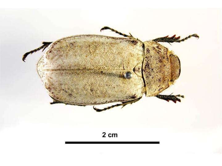 
          Dermolepida albohirtum