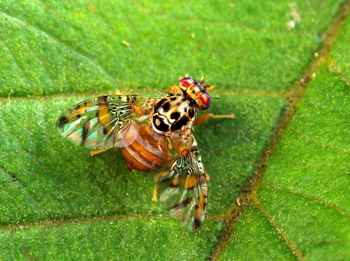 
          Ceratitis capitata