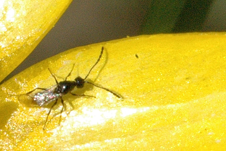 
          Dasineura pyri (Cécidomyie des feuilles du poirier)