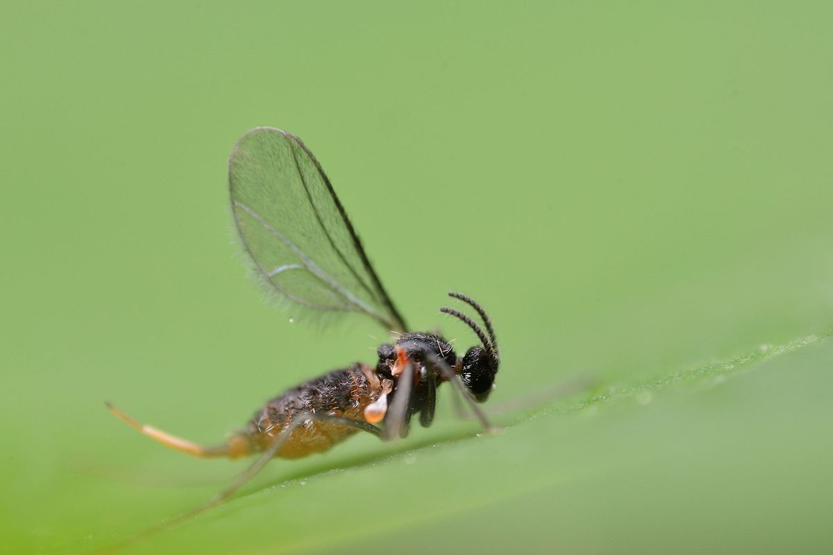 
          Dasineura brassicae (Cécidomyie du colza) 