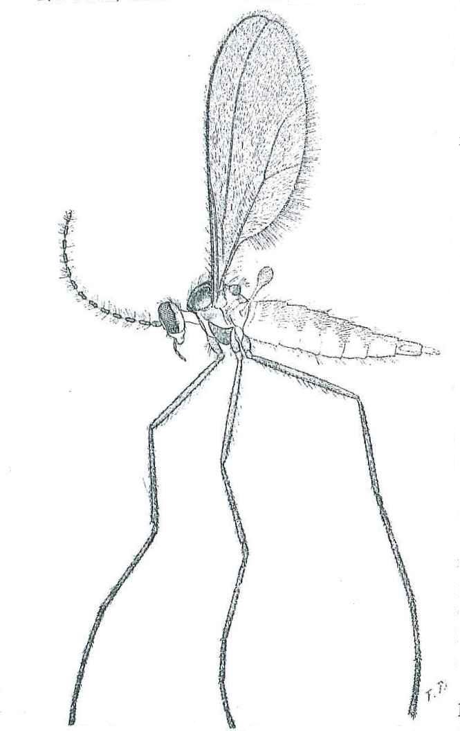 
          Sitodiplosis mosellana (cécidomyie orangée du blé)