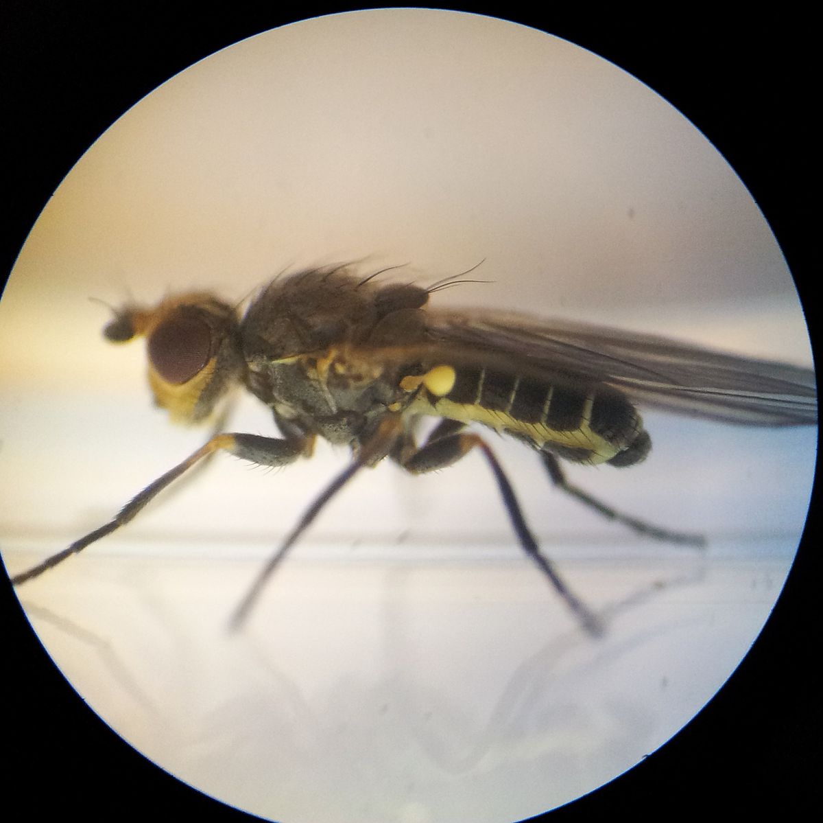 
          Napomyza gymnostoma (Mineuse des feuilles d'Allium)