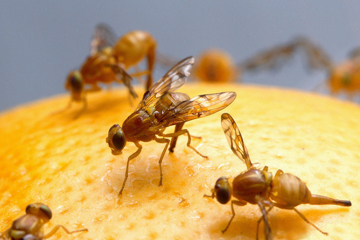 
          Anastrepha ludens (mouche mexicaine des fruits)