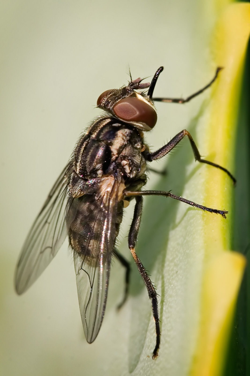 
          Stomoxys calcitrans (mouche charbonneuse)