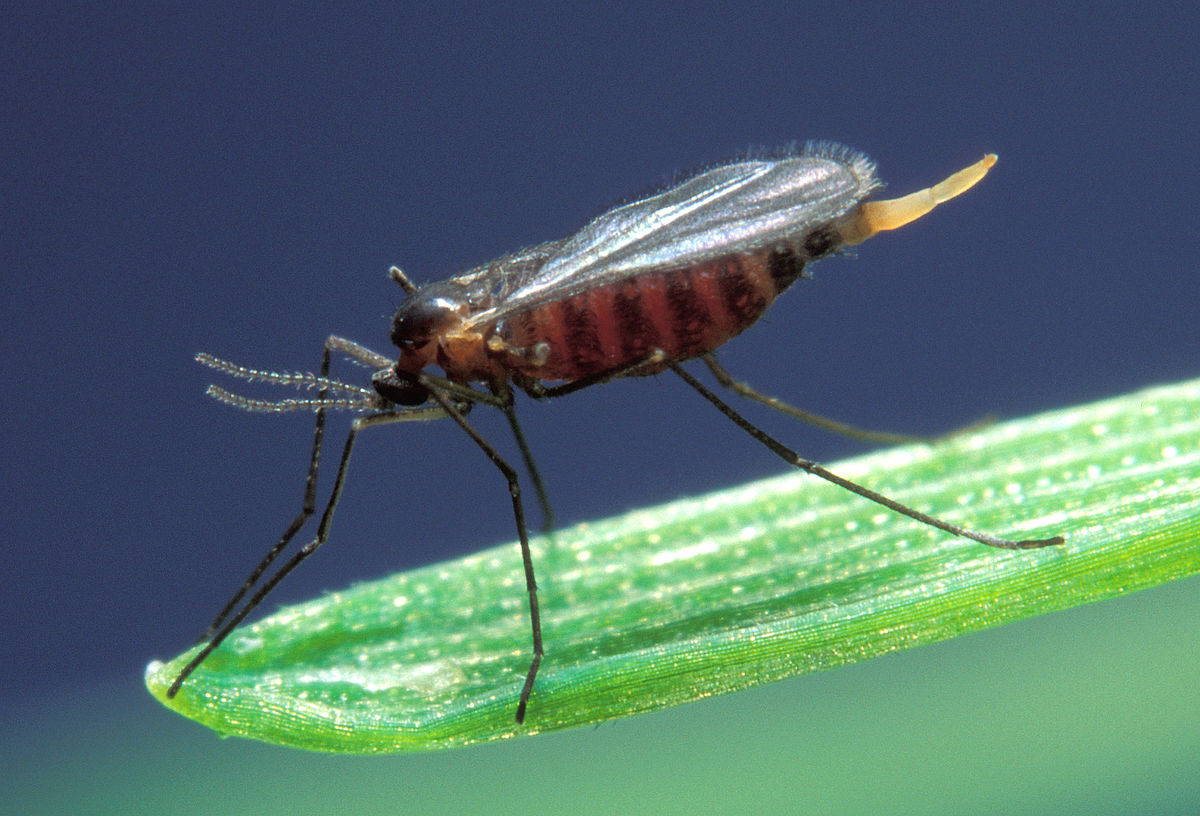 
          Mayetiola destructor (Mouche de Hesse)