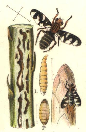 
          La mouche de l'asperge (Plioreocepta poeciloptera) 