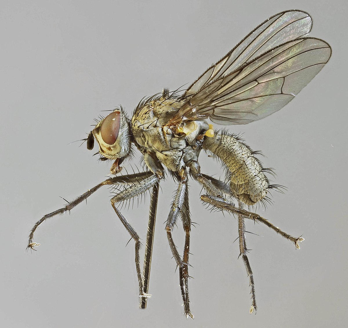 
          Pegomyia betae (mouche de la betterave)