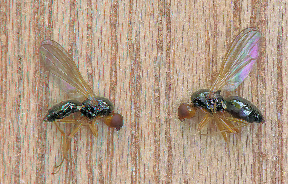 
          La mouche de la carotte (Psila rosae)