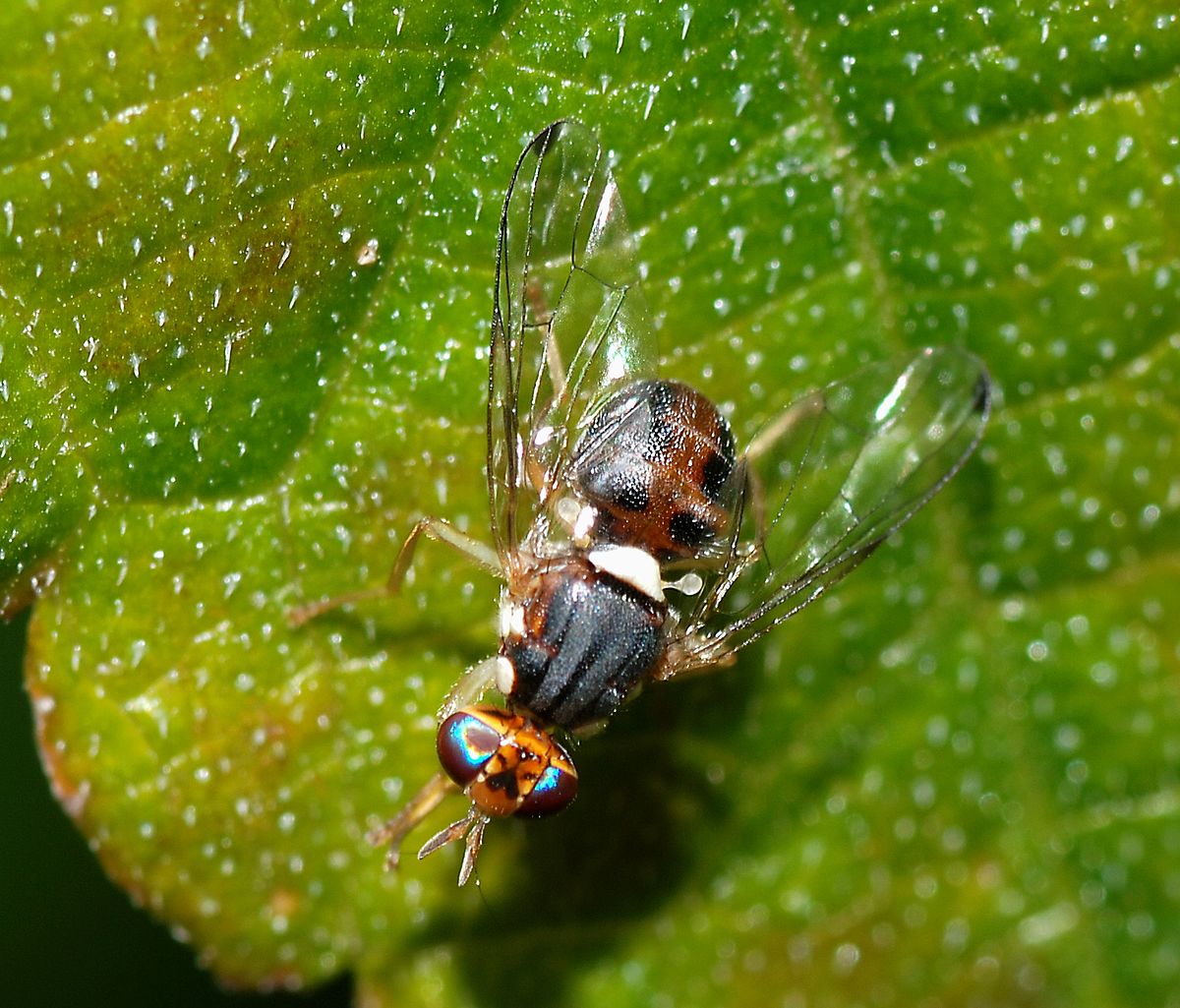 
          La mouche de l’olive (Bactrocera oleae)