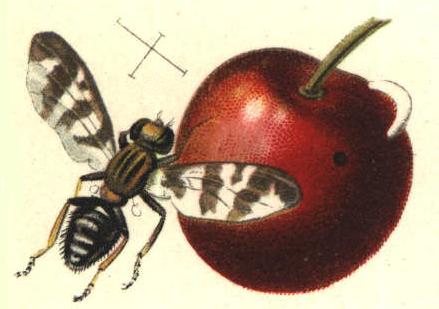 
          La mouche de la cerise (Rhagoletis cerasi)