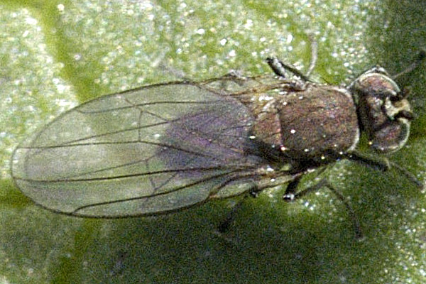 
          Hydrellia griseola (mouche des céréales)