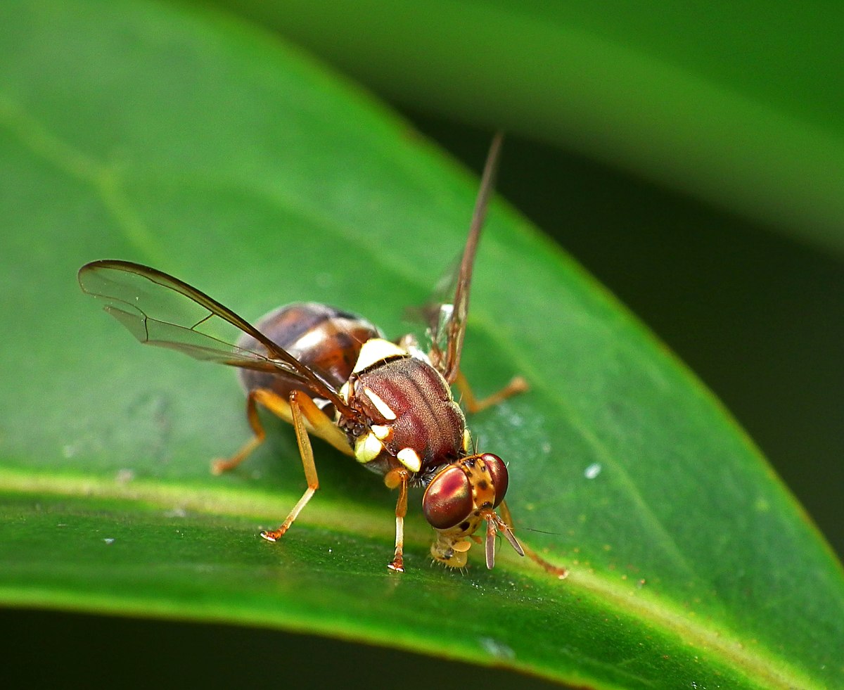 
          La mouche du Queensland ( Bactrocera tryoni ) 