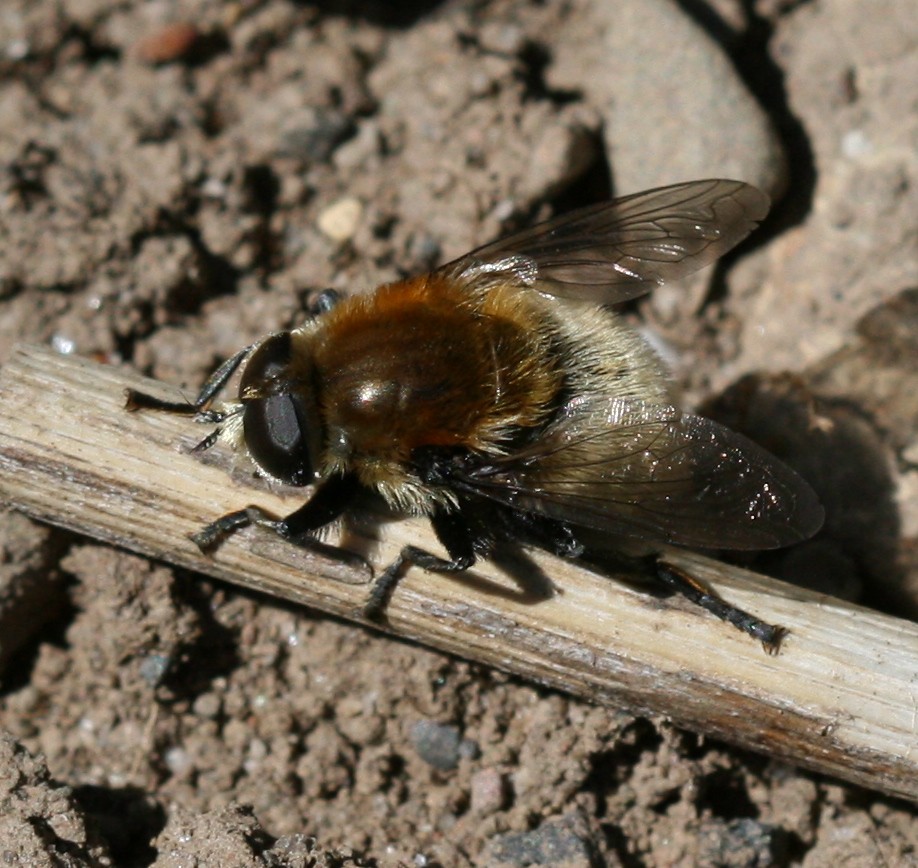 
          La mouche des narcisses (Merodon equestris) 