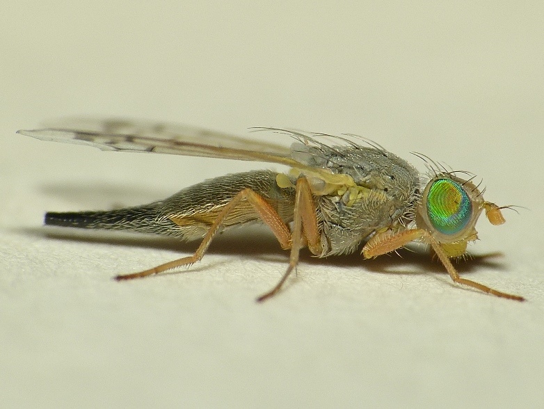 
          Acanthiophilus helianthi (mouche du carthame)