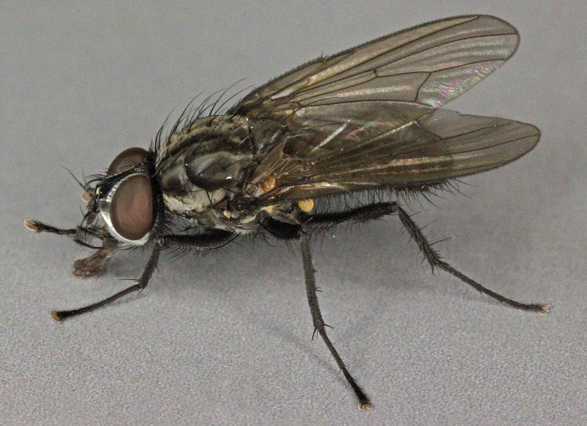 
          La mouche du chou (Delia radicum)