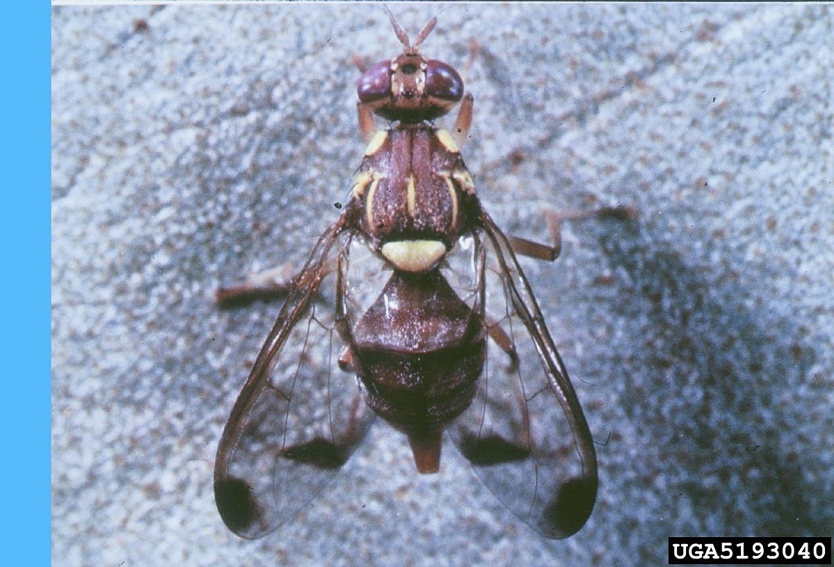 
          La mouche du melon (Bactrocera cucurbitae)