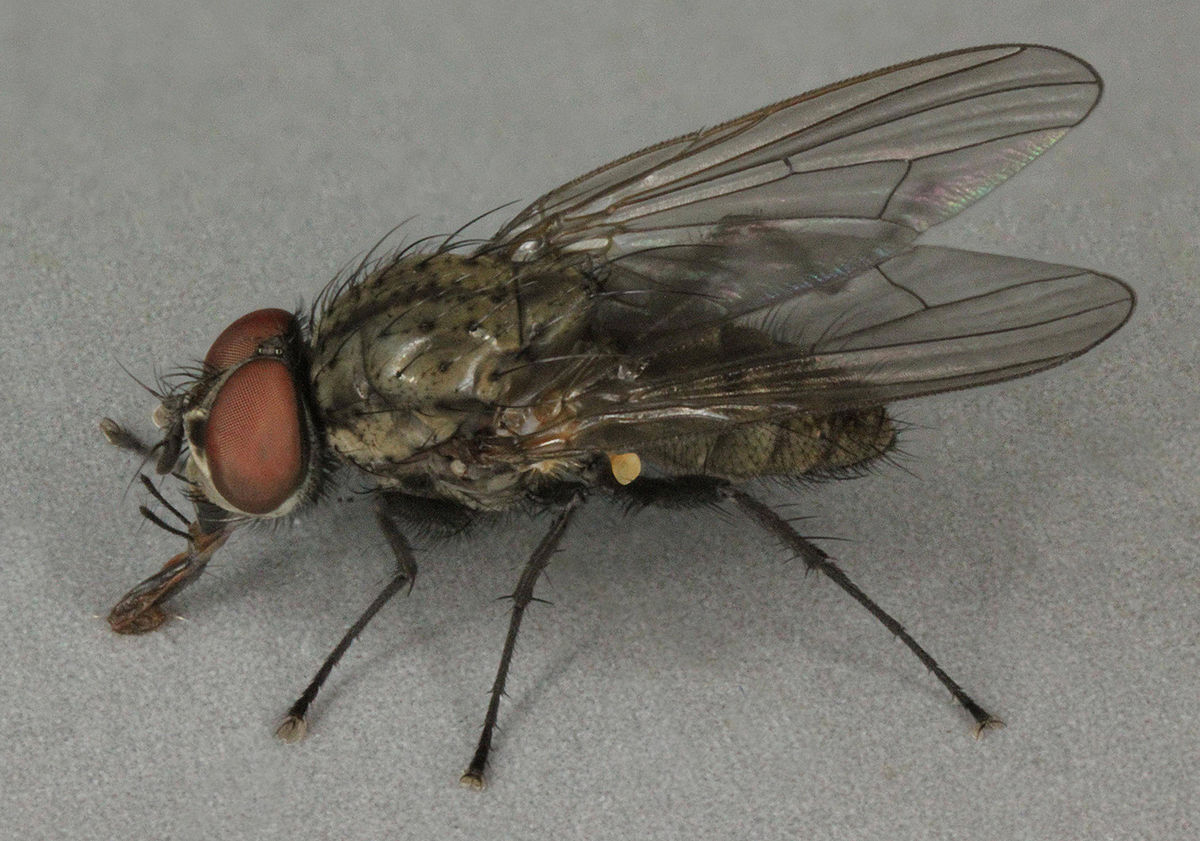 
          Delia platura (mouche des semis)