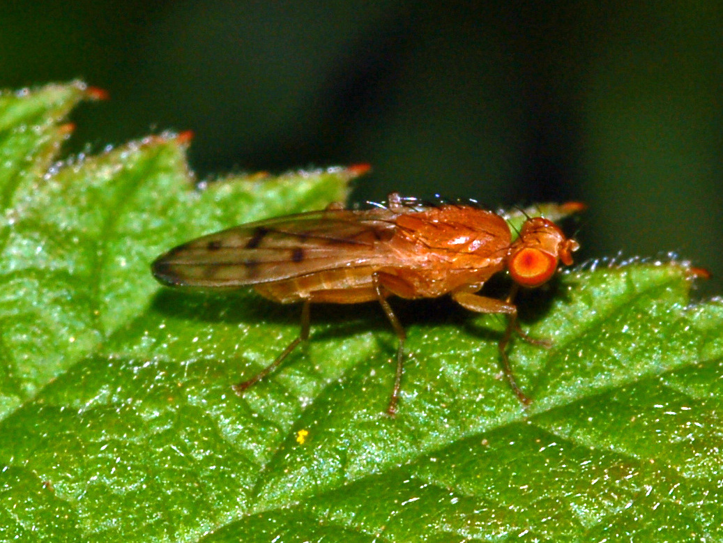 
          Opomyza florum (mouche jaune des céréales)