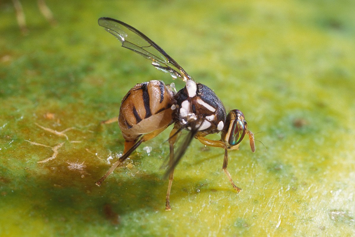 
          Bactrocera dorsalis (mouche orientale des fruits)