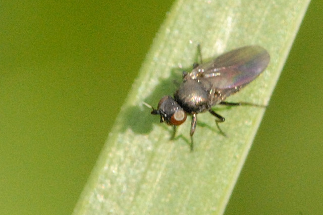
          L'oscinie de l'avoine (Oscinella frit)