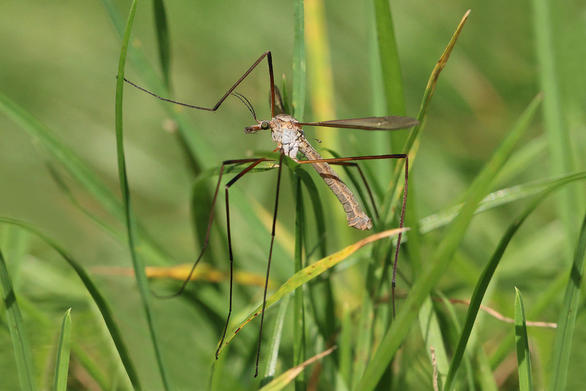 
          La mouche des marais ( Tipula oleracea)