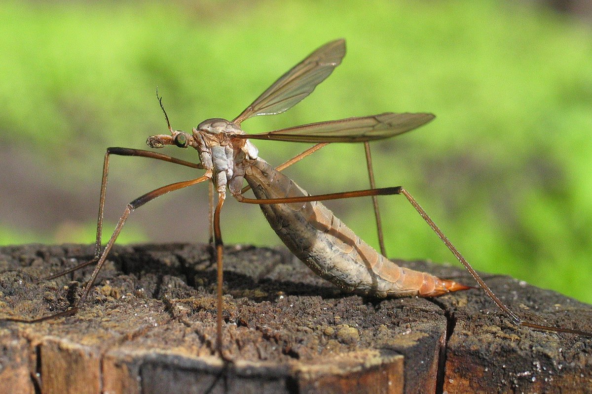 
          La tipule des prairies (Tipula paludosa)