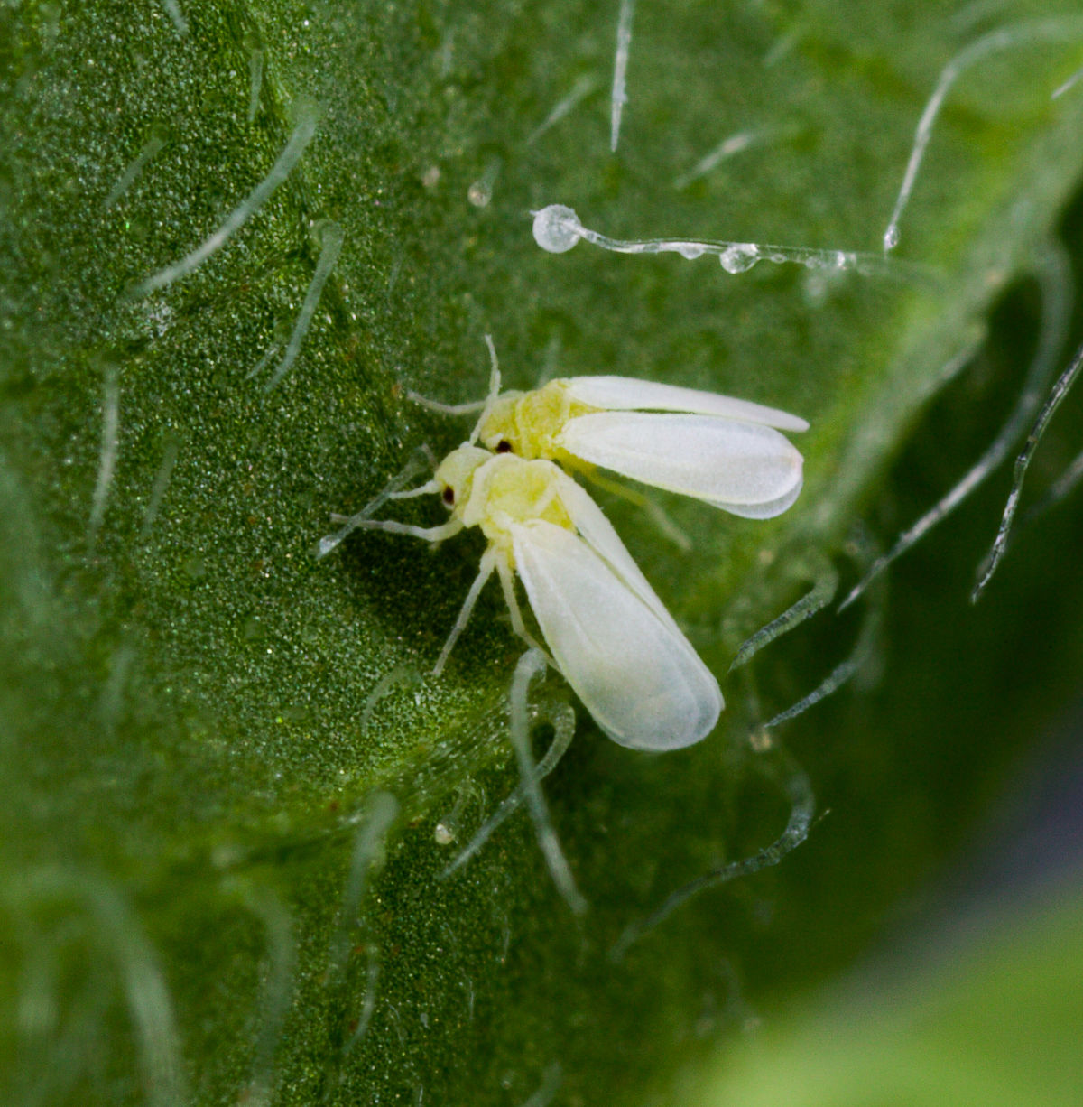 
          Bemisia tabaci (aleurode du tabac)