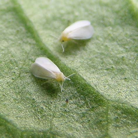 
          L'aleurode des serres (Trialeurodes vaporariorum)